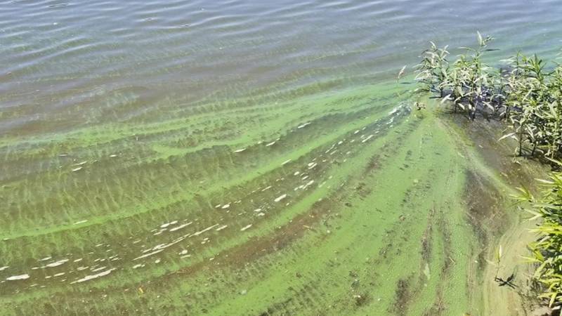 Toxic blue-green algae can cause adverse health effects