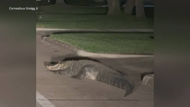 The trapper said the gator weighed about 1,200 pounds and a wrecker truck had to be called to...